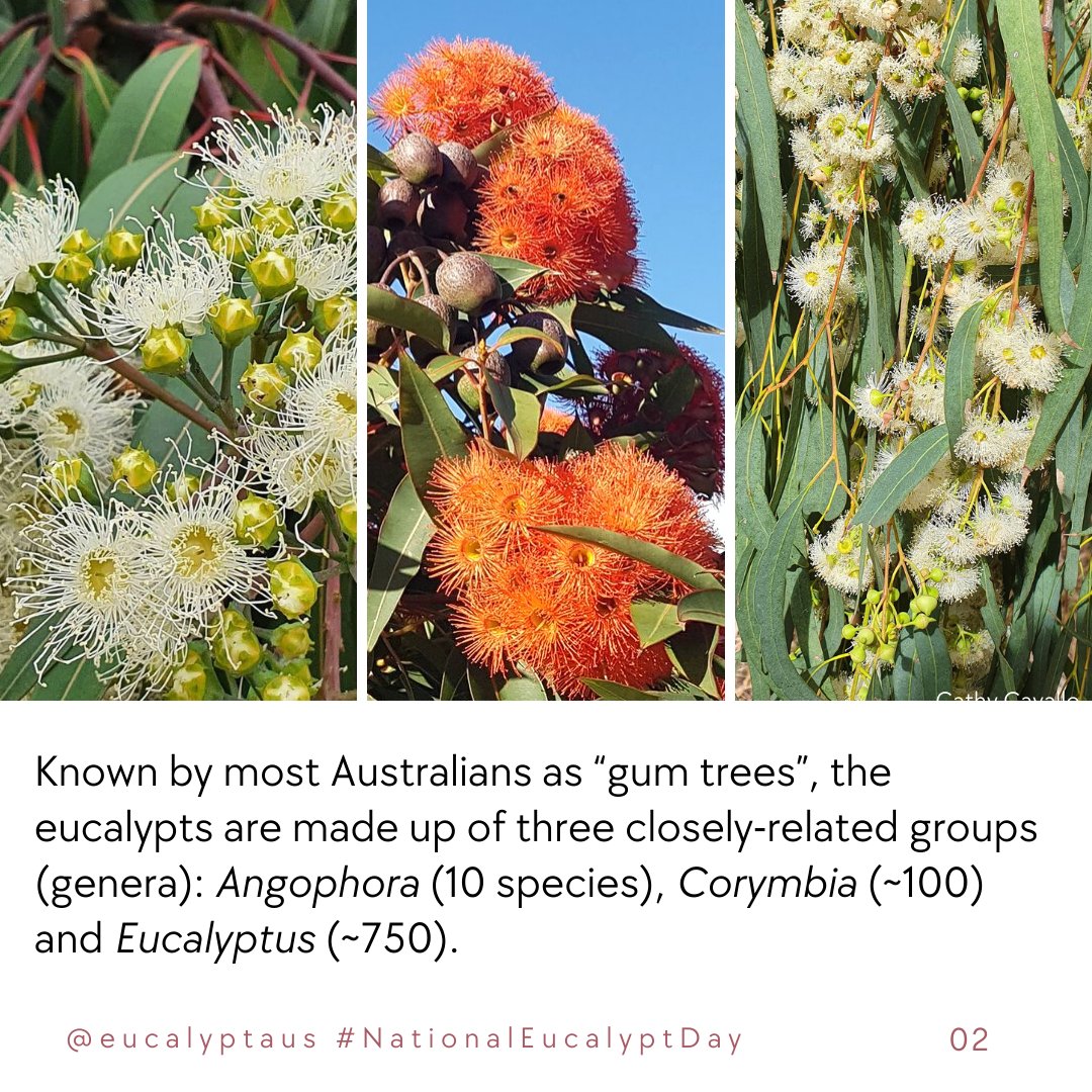 Eucalypt Australia - Archived tweet media