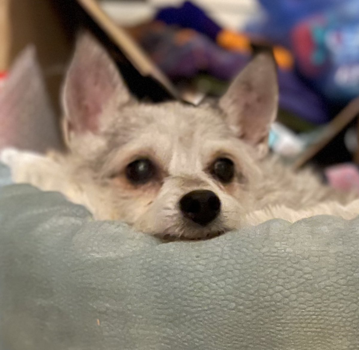 NatchezDog's tweet photo. Scruffy calling it a night! #ZSHQ #dogs #dogsoftwitter https://t.co/KjWbMF6GVa