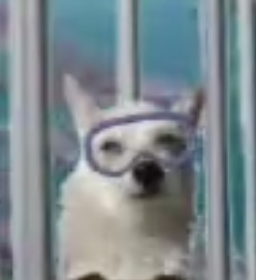 NatchezDog's tweet photo. Scruffy survived the shark cage! #ZSHQ The 🦈🐬🛟 " OCEAN ADVENTURE " 🐠🦑🌊 https://t.co/cJpaalecjN