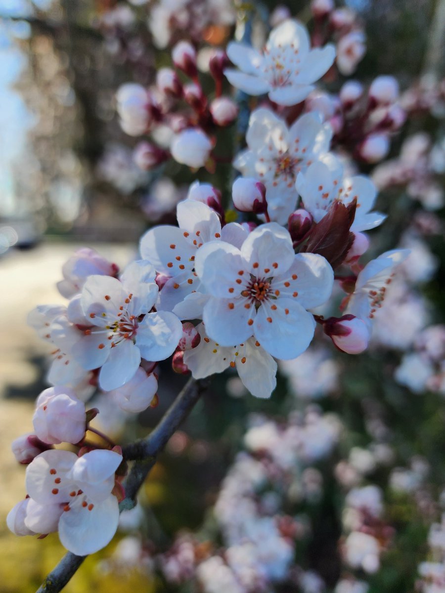 missmetalhead's tweet photo. #spring #flowers #cherryblossom #art https://t.co/QrZxp8kCWF