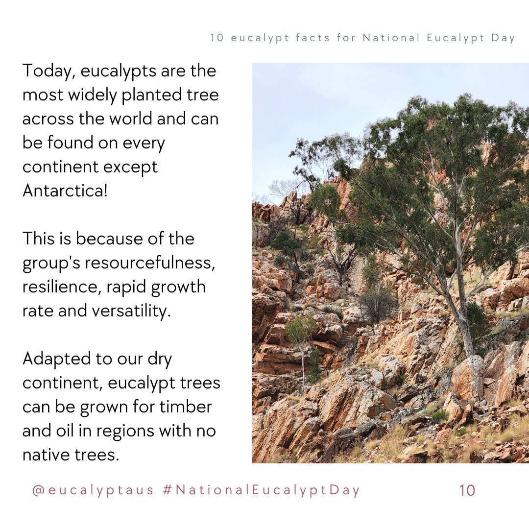 10. Today, eucalypts are the most widely planted tree across the world!

Why? 
Resourcefulness. Resilience. Rapid growth rate. Versatility. 

Adapted to our dry continent, eucalypts can be grown for timber & oil in regions with no native trees.
#NationalEucalyptDay #NED10 10/10