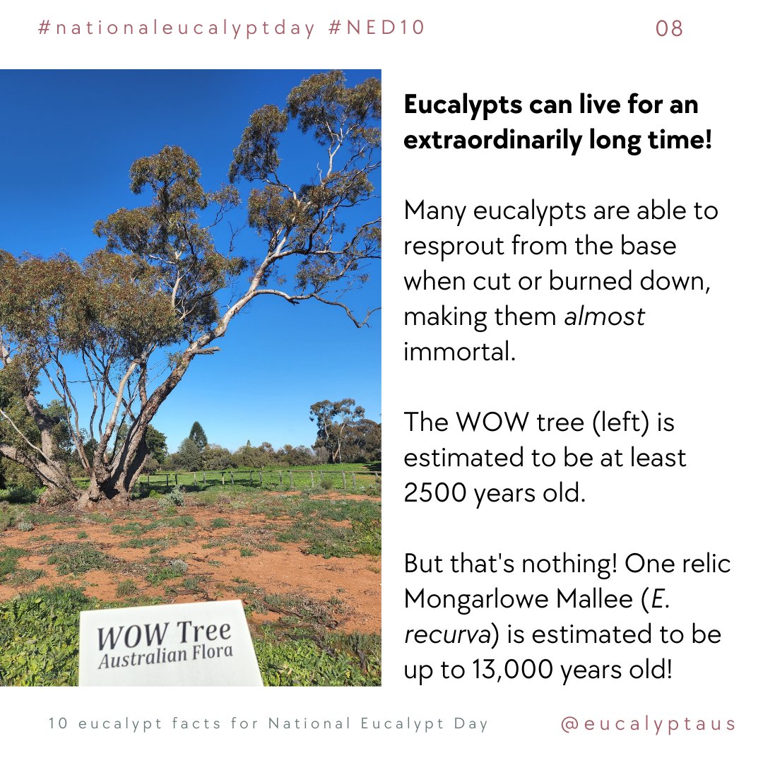 8. Eucalypts can live for an extraordinarily long time!

The WOW tree (left) is estimated to be at least 2500 years old. 

But that's nothing! One relic Mongarlowe Mallee (E. recurva) is estimated to be up to 13,000 years old!
#NationalEucalyptDay #NED10 8/10