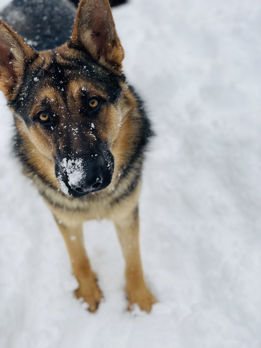 JamesRossNNY's tweet photo. My buddy boy Bruno! 🐾♥️ #GermanShepherd #DogsOnTwitter #handsome https://t.co/97LVM21FkW