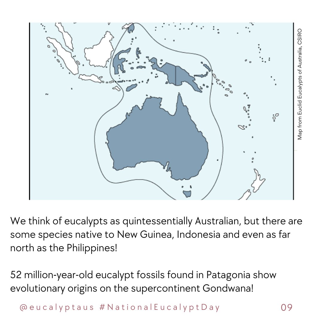 9. Eucalypts are native to Australia, New Guinea, Indonesia and the Philippines.

52 million-year-old eucalypt fossils found in Patagonia show evolutionary origins on the supercontinent Gondwana!
#NationalEucalyptDay #NED10 9/10