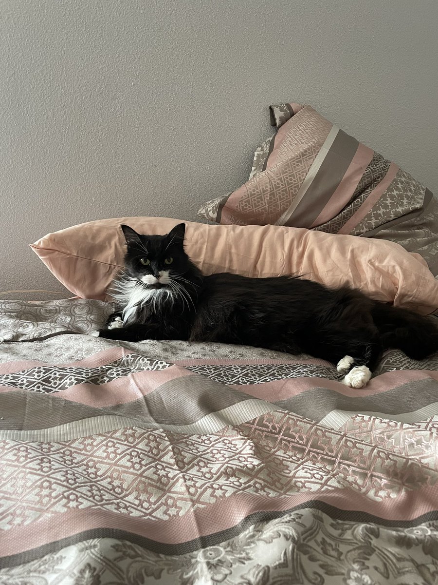 JamesRossNNY's tweet photo. Gisele my old lady cat! #Cat #CatsOnTwitter #Caturday https://t.co/AzgJEL4FZI
