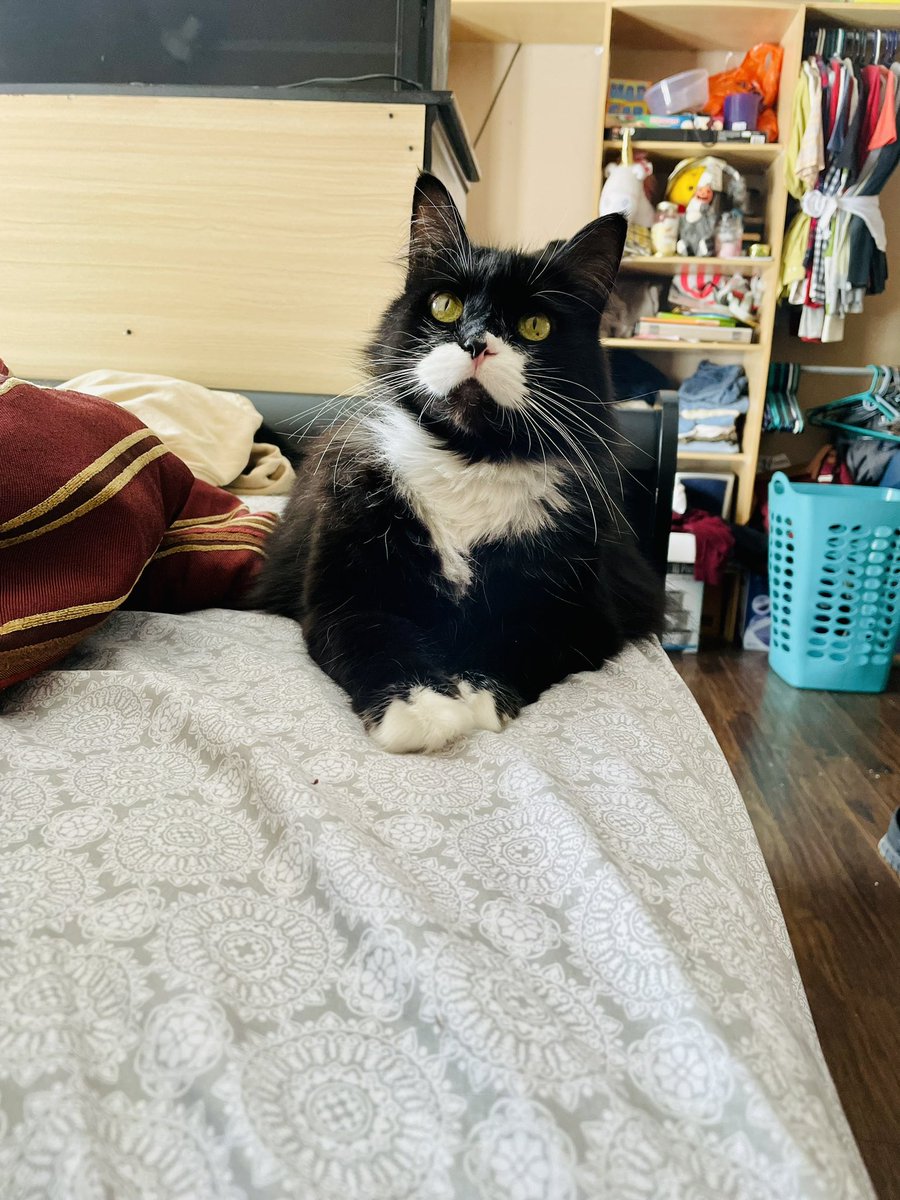 JamesRossNNY's tweet photo. Gisele my old lady cat! #Cat #CatsOnTwitter #Caturday https://t.co/AzgJEL4FZI
