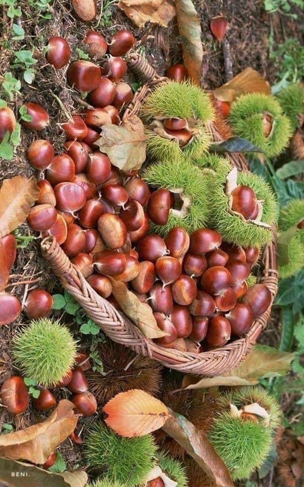 El castaño es un árbol que pertenece a la familia de las fagáceas, cuyo fruto, la castaña, es comestible y fue una importante fuente alimenticia, en particular en algunas regiones del sur de Europa.