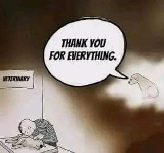 thehappydog_'s tweet photo. Thank you for everything 💔🥺 https://t.co/ampSdnQ7bI