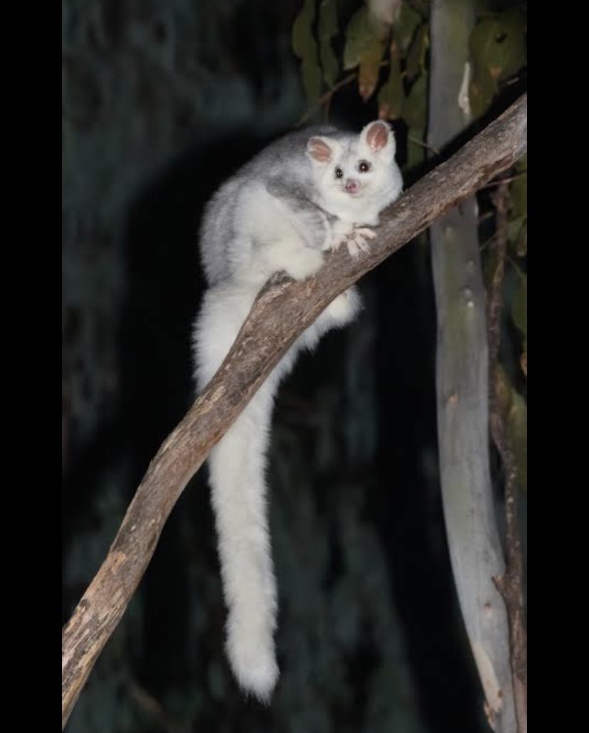 On #NationalEucalyptDay VicForests is in court arguing they should be allowed to continue logging eucalypts that are home to endangered Greater Gliders and their cousins Yellow Bellied Gliders