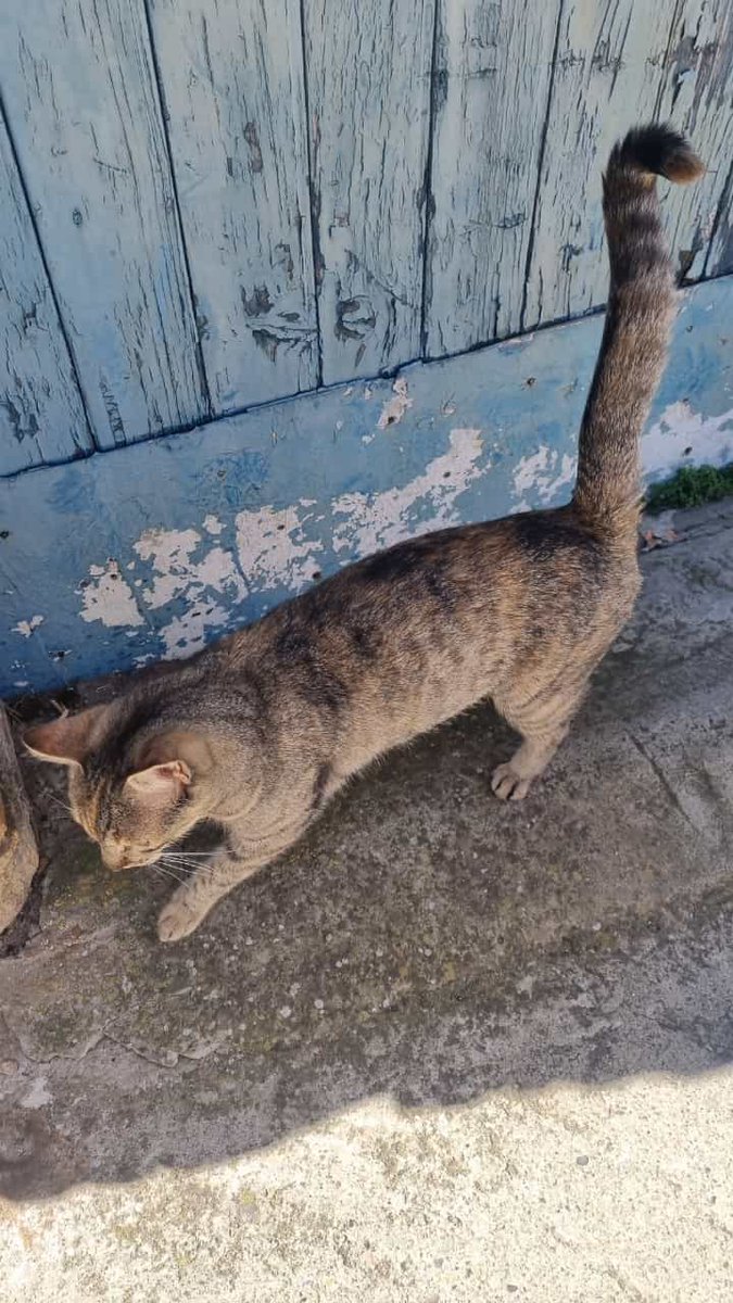 Solopar53137293's tweet photo. #URGENT #Termens #Lleida #acollida o #adopcio Aquesta gateta està al carrer. La tenia un senyor, però el van desnonar i l'ànimal al carrer fa un mes.
Persona de contacte; Susi ☎️698-215815 #XarxaBarcelonaAdopcions #XarxaCatalunyaAdopcions És una gateta molt sociable ☘️✨🙏♥️ https://t.co/TcLeuy36vn