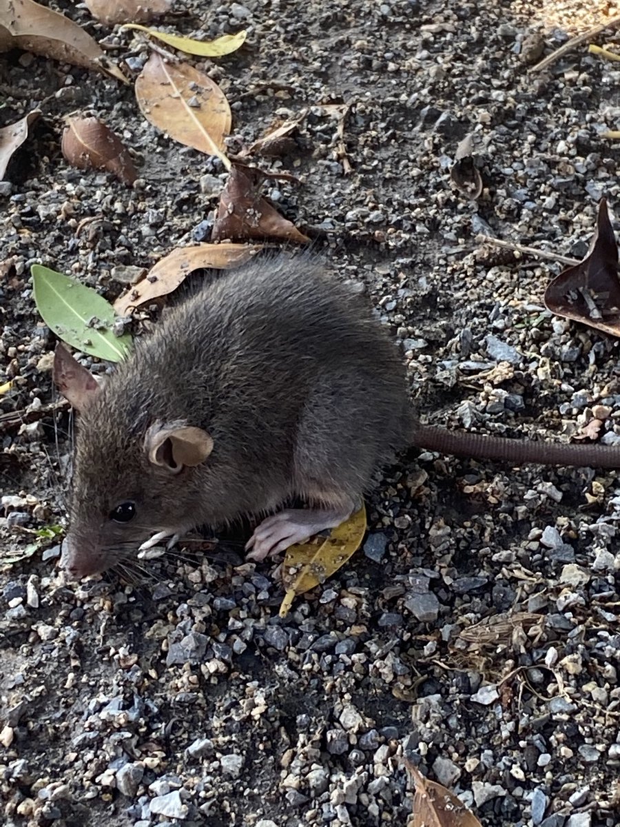 Dave O'Neil tweet media