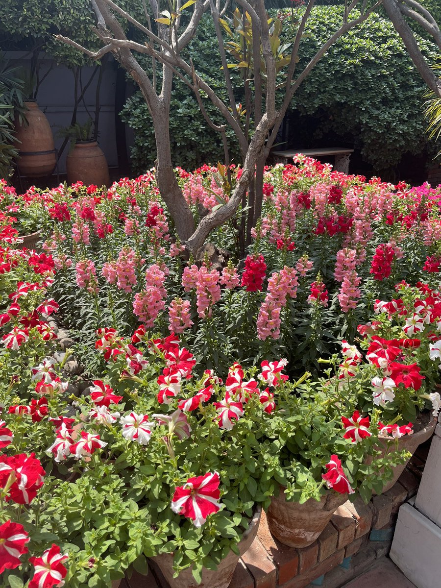 MehvashAmin's tweet photo. Again I quote #AliceMeynell: “Although my life is left so dim/the morning crowns the mountain rim/Joy is not gone from summer skies” Life is dim because of fascist clouds over #Pakistan, but spring still blooms https://t.co/eZsioGBkV5
