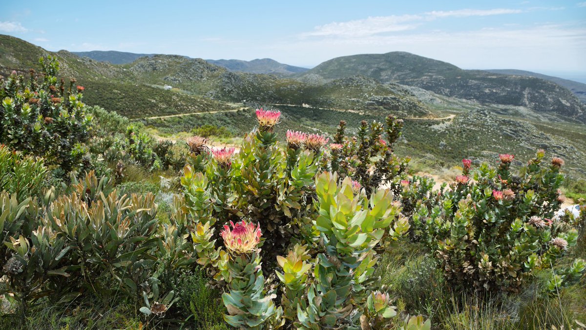 [#France🇫🇷🤝#AfriqueDuSud🇿🇦] Avez-vous entendu? 👂 Il est là: le PHC #PROTEA 2024 🌸
L'#AppelàProjets promeut les échanges scientifiques &amp; technos entre les 2 pays, favorisant les jeunes chercheurs(euses) &amp; doctorant(e)s 🧑‍🔬
⏰ Candidatez jusqu'au 31/05: campusfrance.org/fr/protea