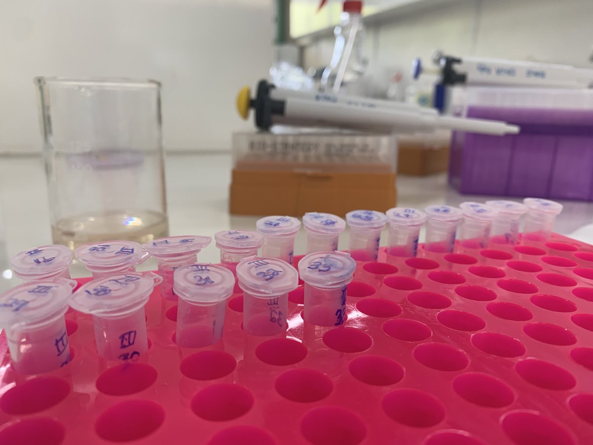 EpeliLogan's tweet photo. @usp_imr in partnership with colleagues from USC @Monal_Lal have been working together utilizing genetic tools to improve the profile of certain marine invertebrates.
#genetictools
#datapoorfisheries
#fisheriesmanagement https://t.co/HReijqozUi
