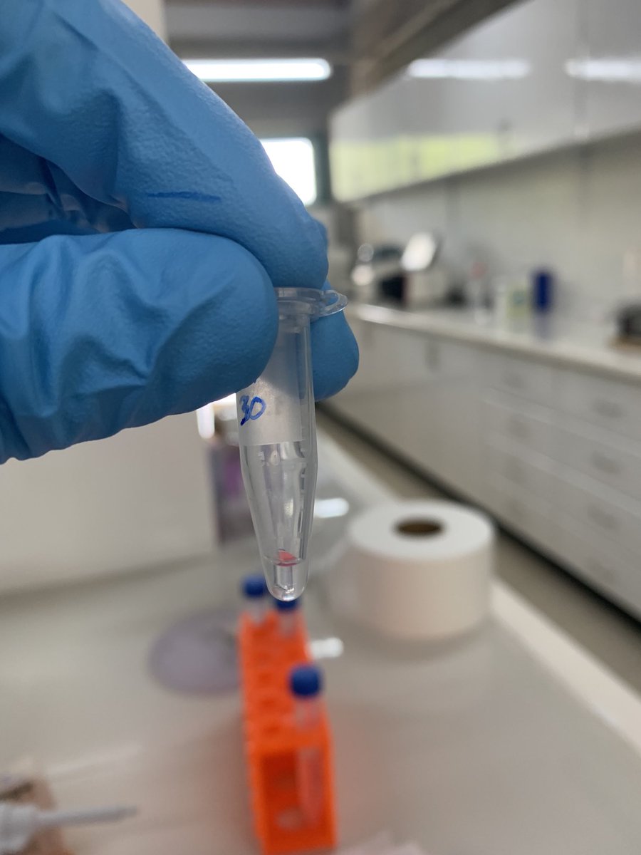 EpeliLogan's tweet photo. @usp_imr in partnership with colleagues from USC @Monal_Lal have been working together utilizing genetic tools to improve the profile of certain marine invertebrates.
#genetictools
#datapoorfisheries
#fisheriesmanagement https://t.co/HReijqozUi