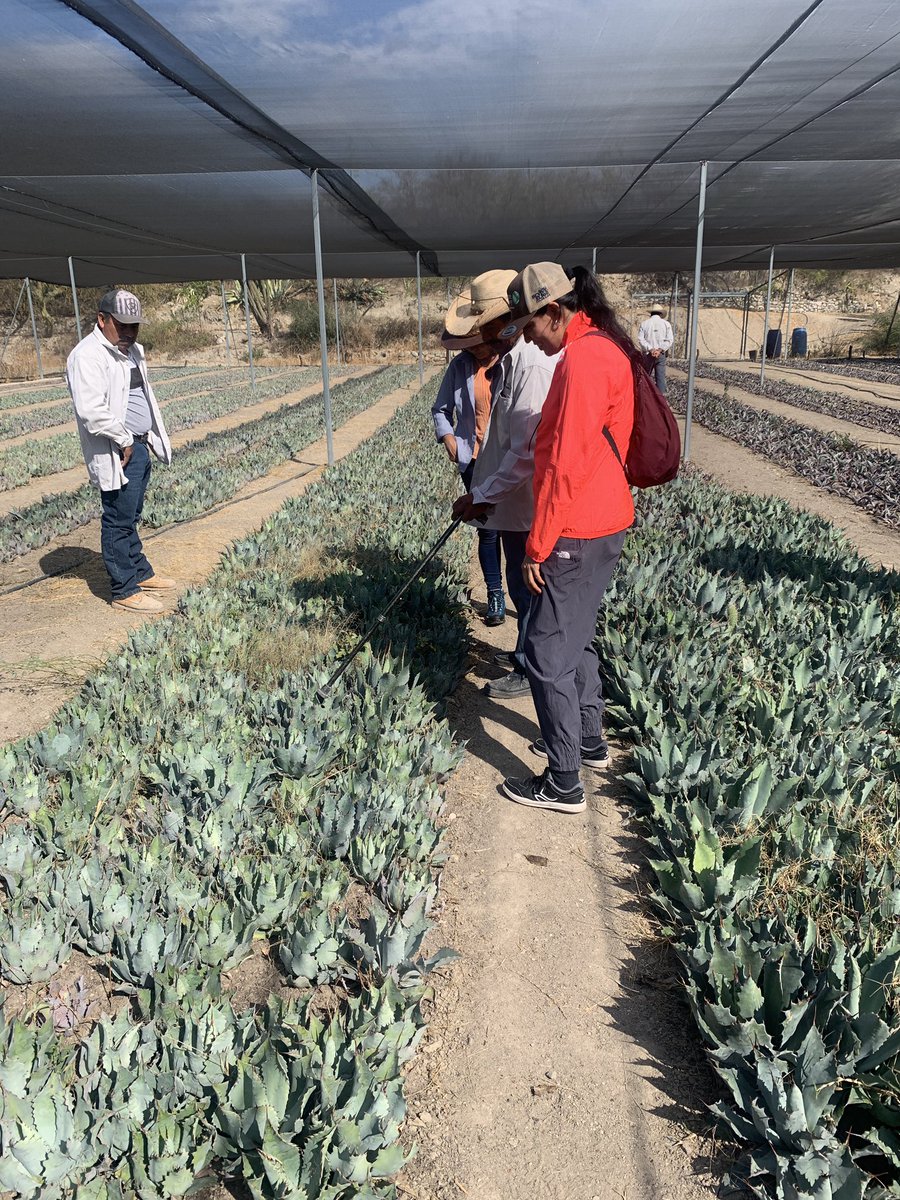 AlejLopezRod's tweet photo. @Mexico_TNC apoya a la comunidad para que cultiven agaves nativos y pitayos: plantas más resilientes a la poca disponibilidad de agua y que se espera les den acceso a mejores oportunidades económicas. Ven con mucho cariño su siembra de agave que sobrevivió a la poca lluvia. https://t.co/zcyGCFRVg3