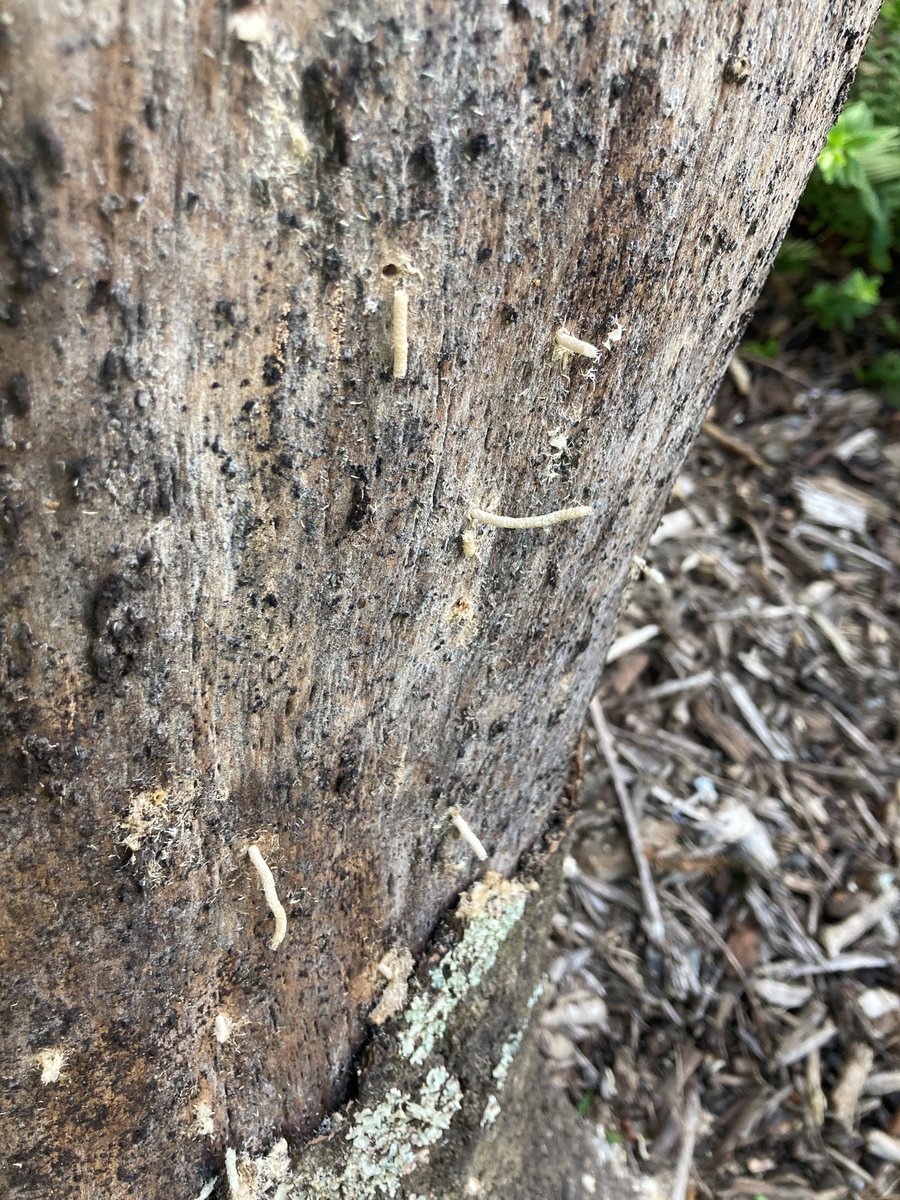 #Pittosporum #NZgardening #NZnatives.  What this is extruding out of my dead pittosporum?  This fairly large tree died within the space of a fortnight.  Can anyone imagine what might have caused this? (urban wellington site/northern exposure/no chemical exposure/mystery!)