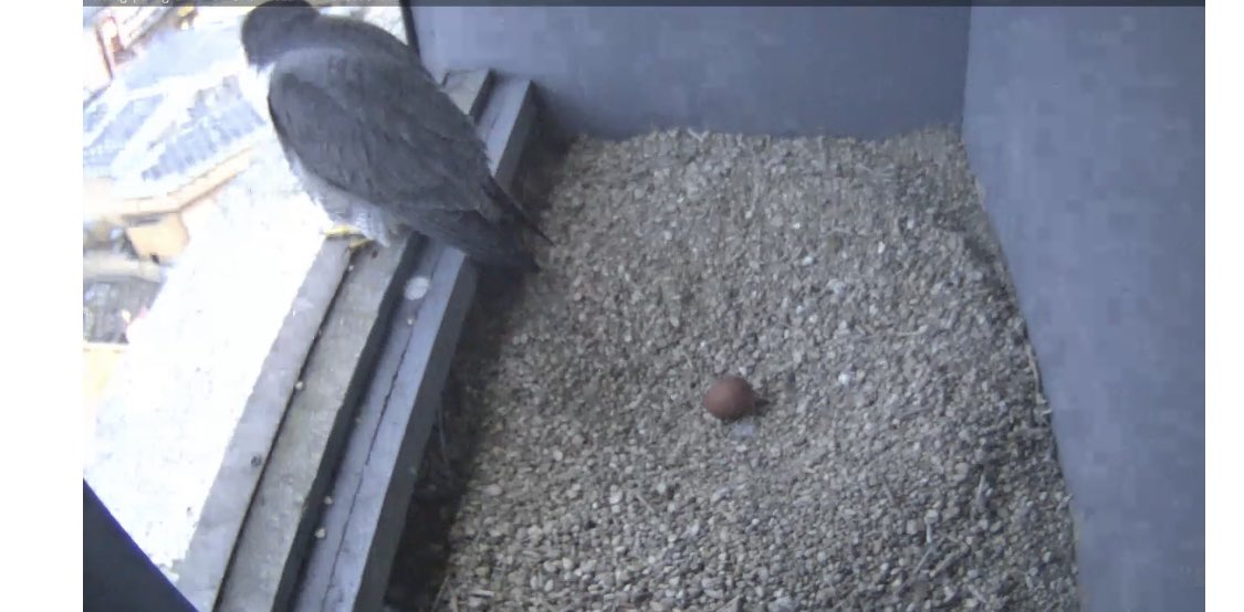 analysenow's tweet photo. The first eggโฆ @wokingperegrine @james_sellen @wokingcouncil @SurreyBirdNews https://t.co/Zpxw8hDItZ