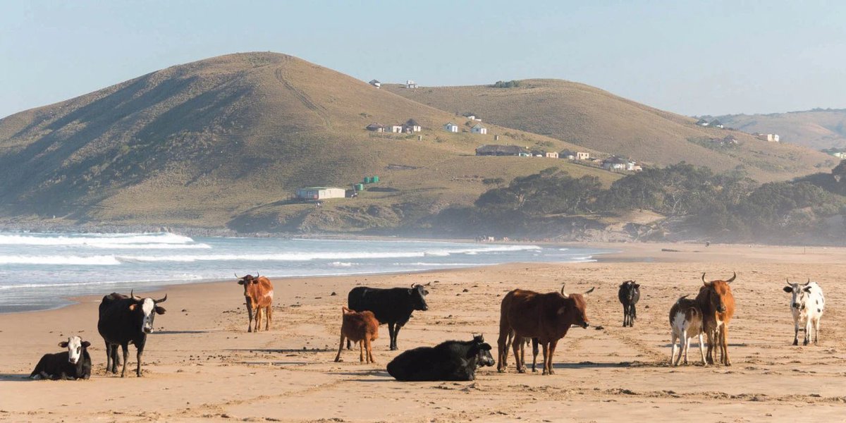 Africa Facts Zone tweet media