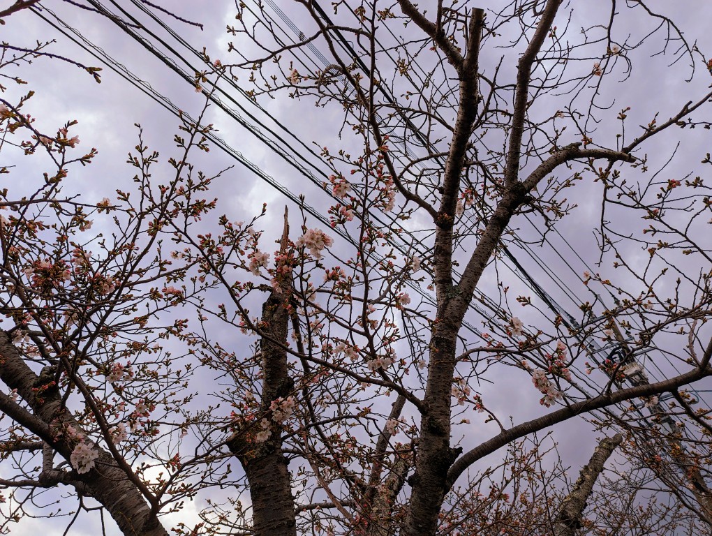 「桜咲き始めてる!今日26度とかあるもんなぁ……… 」|きゃなる。のイラスト