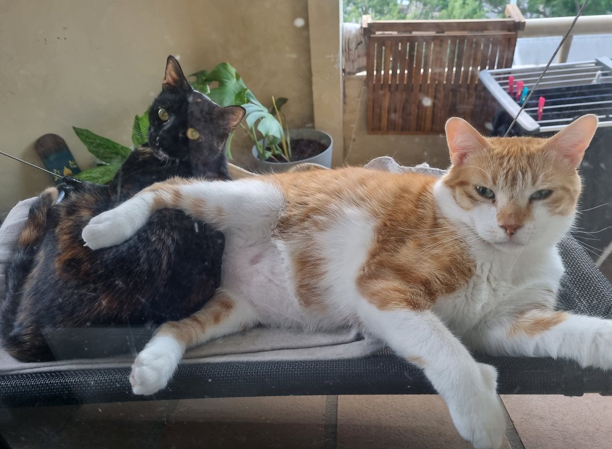 J_Kazlauskas's tweet photo. This is not okay 🥺🫂 
#JusticeForPepper #CatsOfTwitter https://t.co/l2oyTiTVHu