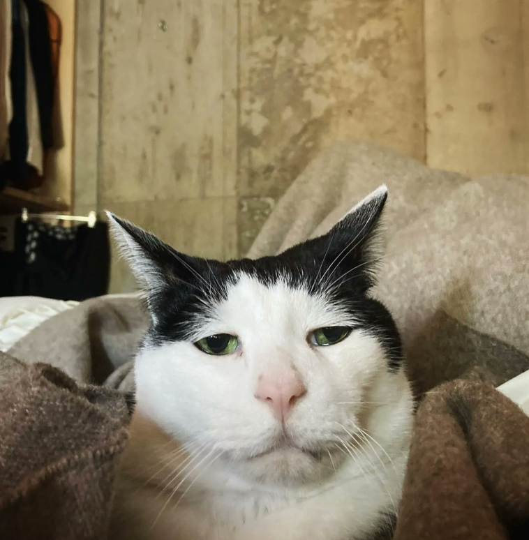 ArmstrongQuill2's tweet photo. Monday mood

#follo4follo #Memes #FUNNY #PET #CatsOfTwitter 
#pancho0002 
#cat #mondaymood #sad #donewithwork #funny #猫 https://t.co/ZV8gYfeAnw