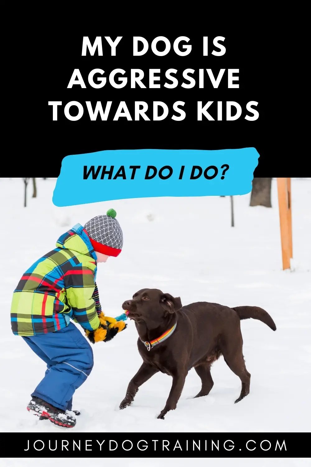 Dog aggression hotsell towards toddlers