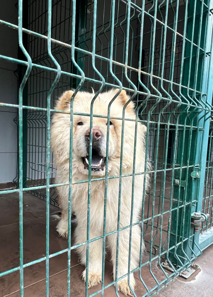 masum_gozler's tweet photo. BUGÜN ŞİLE BARINAĞINA TERK EDİLDİLER.
Chow Chow / biri dişi ,diğeri erkek 
1 ve 1,5 yaşlarında kısırlar.
Yuva arıyoruz.
Sahiplenmek isteyenlerin @silebld barınağa başvurması rica olunur.
 0 (539) 774 37 44
@patimanifesto @Per1hann https://t.co/mmYXr28sX7