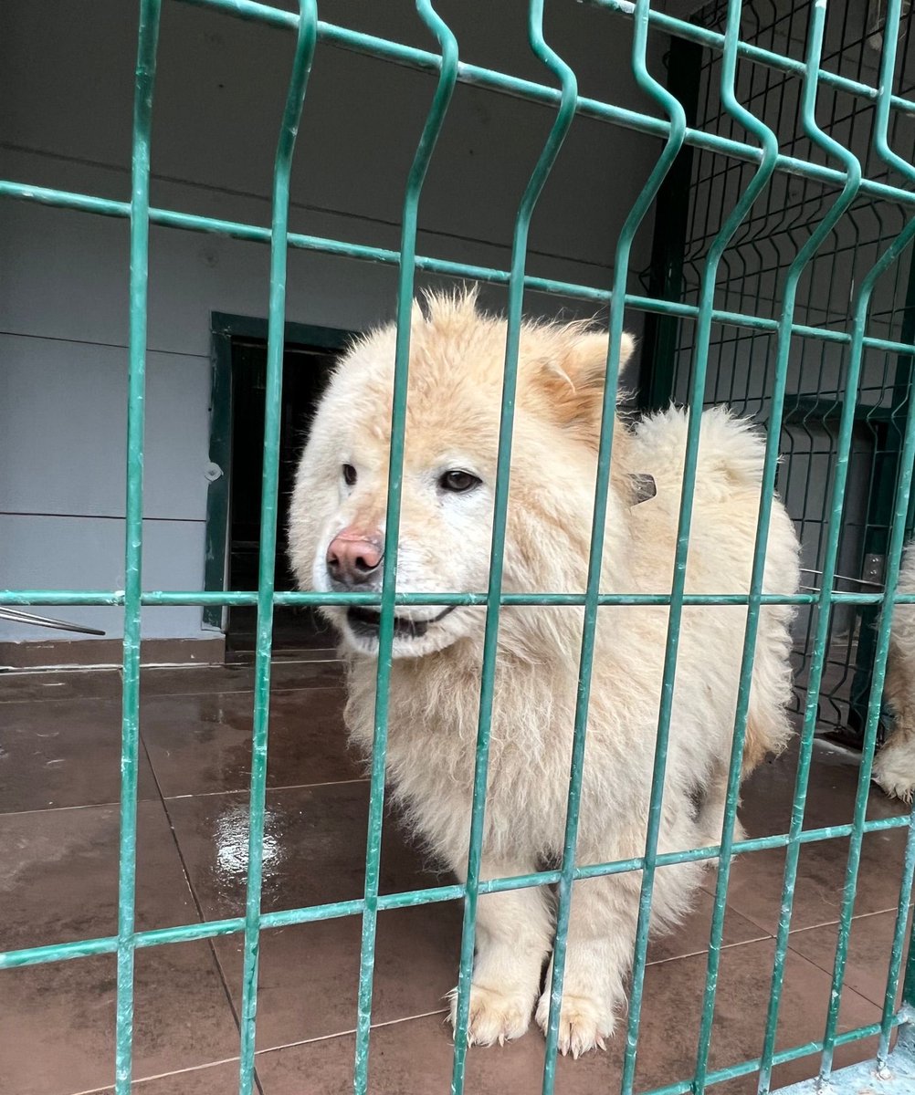 masum_gozler's tweet photo. BUGÜN ŞİLE BARINAĞINA TERK EDİLDİLER.
Chow Chow / biri dişi ,diğeri erkek 
1 ve 1,5 yaşlarında kısırlar.
Yuva arıyoruz.
Sahiplenmek isteyenlerin @silebld barınağa başvurması rica olunur.
 0 (539) 774 37 44
@patimanifesto @Per1hann https://t.co/mmYXr28sX7