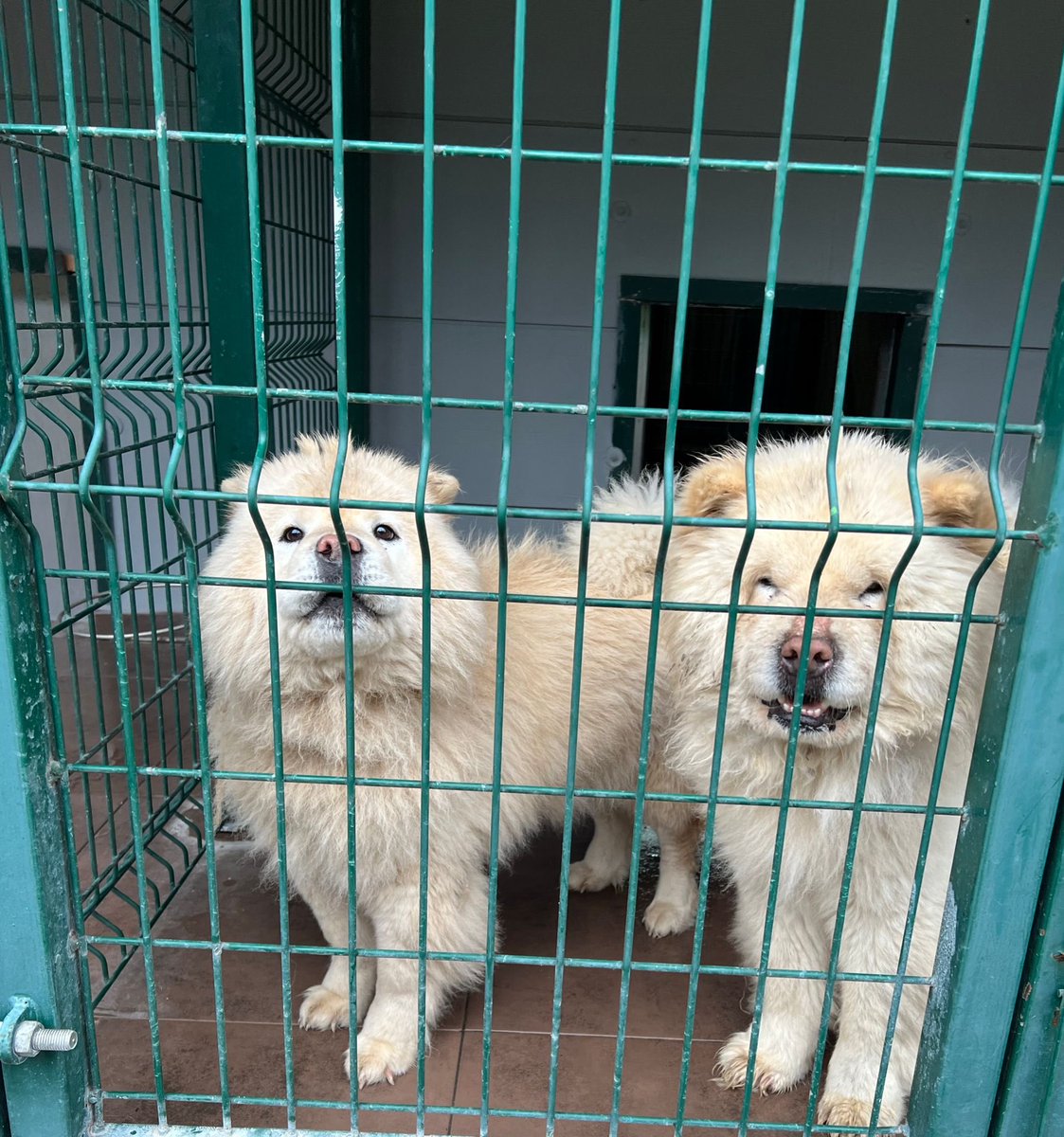 masum_gozler's tweet photo. BUGÜN ŞİLE BARINAĞINA TERK EDİLDİLER.
Chow Chow / biri dişi ,diğeri erkek 
1 ve 1,5 yaşlarında kısırlar.
Yuva arıyoruz.
Sahiplenmek isteyenlerin @silebld barınağa başvurması rica olunur.
 0 (539) 774 37 44
@patimanifesto @Per1hann https://t.co/mmYXr28sX7