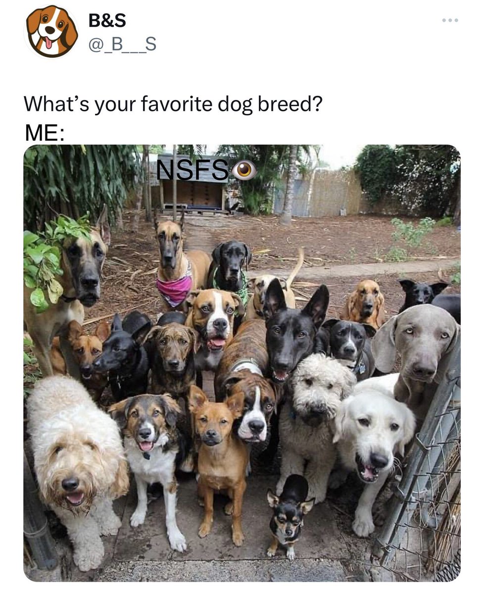 Nuwansenfilmsen's tweet photo. Love all #Dogs😘🥰😍Actually,since I wz a kid I’ve always been a fan of&thus always wanted a,#Pekingese!But in general,love all breeds&since being a #DogDad(#December2014 onwards)nothing like my #furbabies;both #CommonMongrels🤎🧡❤️#Gingerella& #NudinSEN❣️#NuwanSEN!#DogsofTwitter https://t.co/KTUwTwDjE1