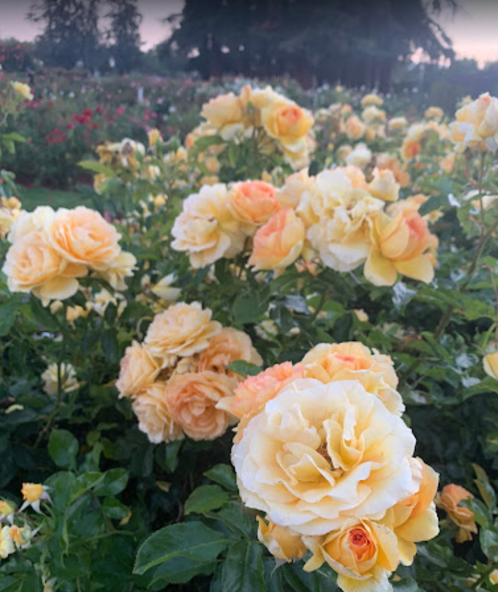 ZachCox25's tweet photo. When a flower withers, what we see is the passage of a season. https://t.co/fr8KIFpb9k