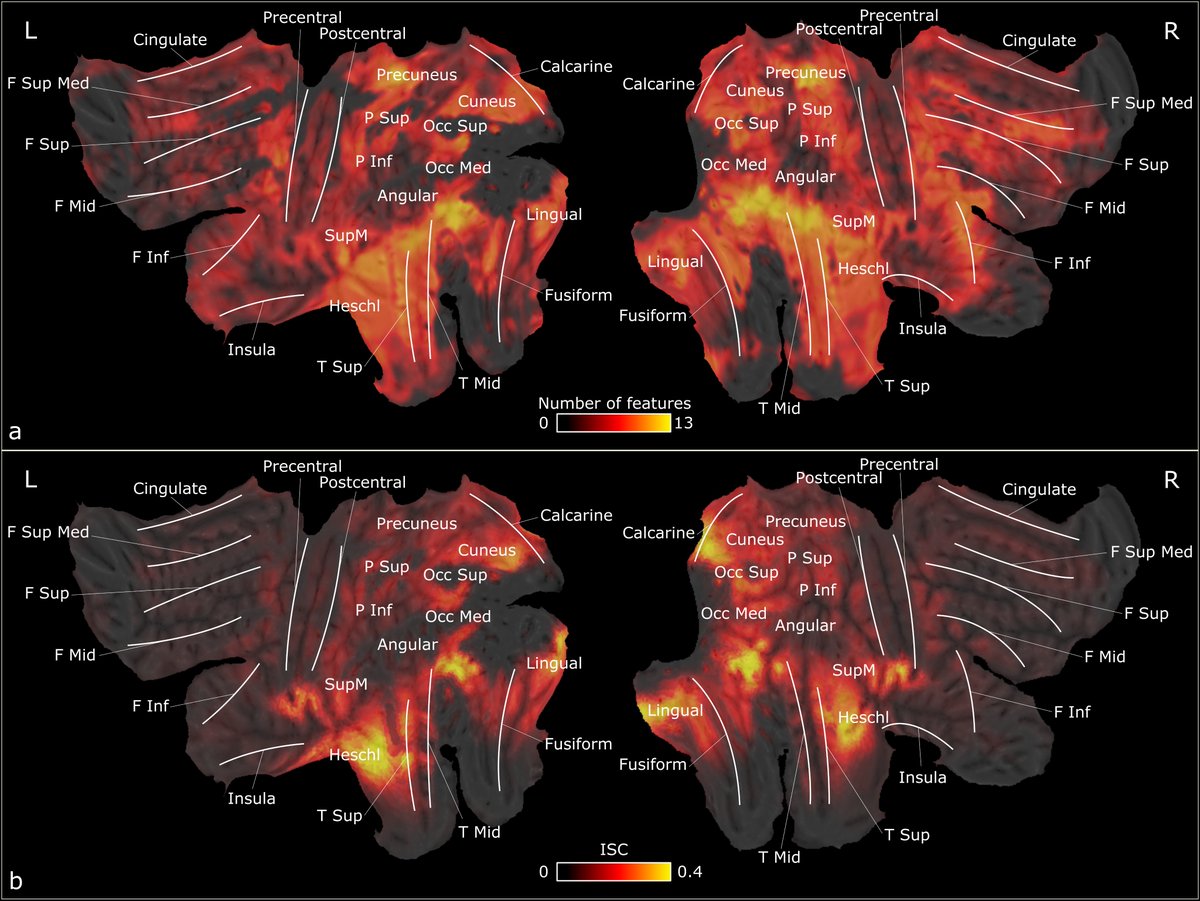LNummenmaa's tweet photo. How does the brain parse the social world? New @TurkuPETCentre @UniTurku @AaltoUniversity  study figured this out by mapping the high-dimensional social perceptual space in the human brain. A major tour-de-force paper now out in @NeuroImage_EiC https://t.co/dqWQxpaeZb👇 https://t.co/xSic6lo4rh