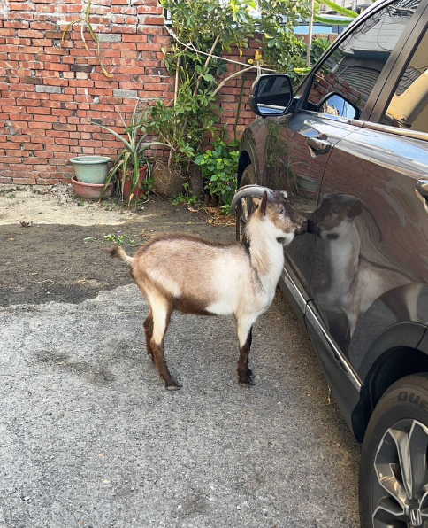 🐏：鏡子裡的我，請告訴我，我是誰、我在哪？(圖／民眾提供） 【半夜離家出走！ 台中龍井出現迷途羔羊逛大街】 https://t.co/UaAFhtDXbQ