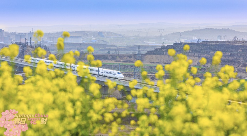 CGTNGlobalBiz's tweet image. The rapeseed flowers in full bloom along the high-speed railway in Yuncheng City, Shanxi Province brings you into the swing of spring. High-speed trains fly by the golden sea of rapeseed flowers, redefining beauty in harmony. #SpringInChina