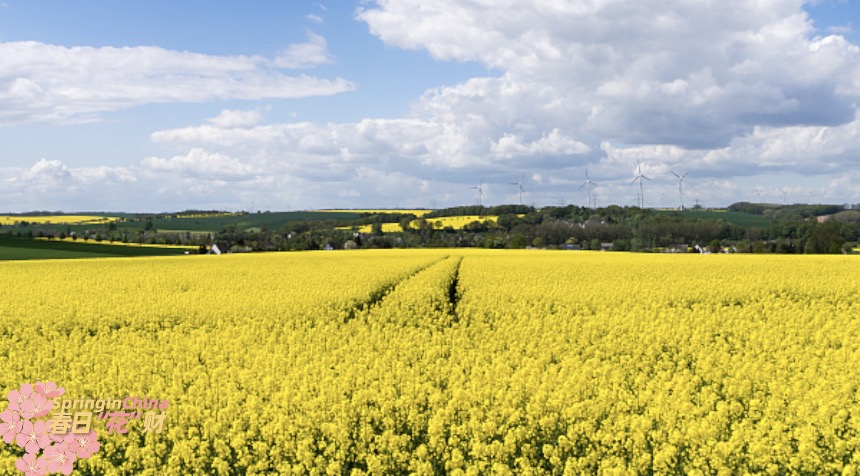 CGTNGlobalBiz's tweet image. The rapeseed flowers in full bloom along the high-speed railway in Yuncheng City, Shanxi Province brings you into the swing of spring. High-speed trains fly by the golden sea of rapeseed flowers, redefining beauty in harmony. #SpringInChina