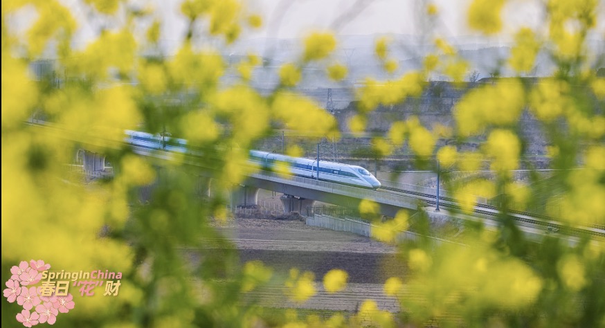 CGTNGlobalBiz's tweet image. The rapeseed flowers in full bloom along the high-speed railway in Yuncheng City, Shanxi Province brings you into the swing of spring. High-speed trains fly by the golden sea of rapeseed flowers, redefining beauty in harmony. #SpringInChina