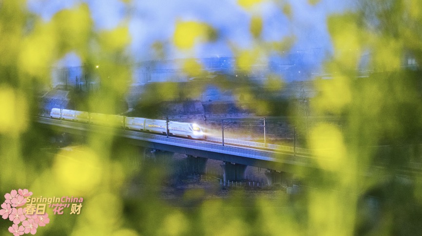 CGTNGlobalBiz's tweet image. The rapeseed flowers in full bloom along the high-speed railway in Yuncheng City, Shanxi Province brings you into the swing of spring. High-speed trains fly by the golden sea of rapeseed flowers, redefining beauty in harmony. #SpringInChina