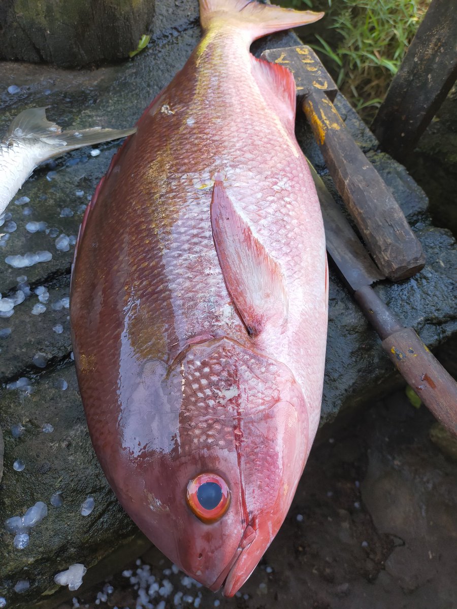 <a href="/panlocong/">Penginapan Murah Melaya</a>