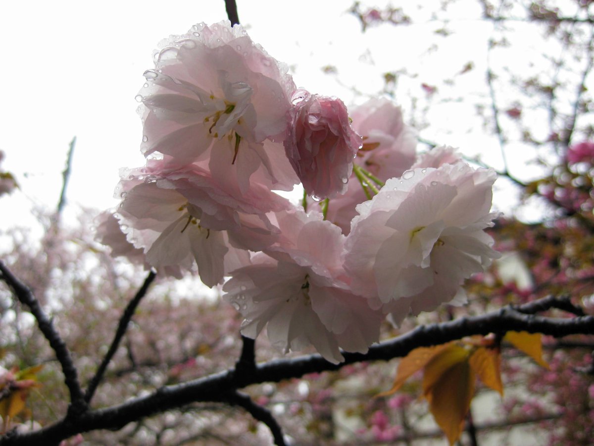 camelliakyoto's tweet photo. Wet.
🌧️
☔️
🌸
🌸
🌸

#Kyoto #京都 #sakura #桜 #cherryblossoms #Japan #Arashiyama #嵐山 https://t.co/BzcUvGB4OK