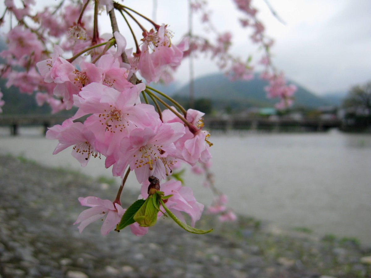 camelliakyoto's tweet photo. Wet.
🌧️
☔️
🌸
🌸
🌸

#Kyoto #京都 #sakura #桜 #cherryblossoms #Japan #Arashiyama #嵐山 https://t.co/BzcUvGB4OK