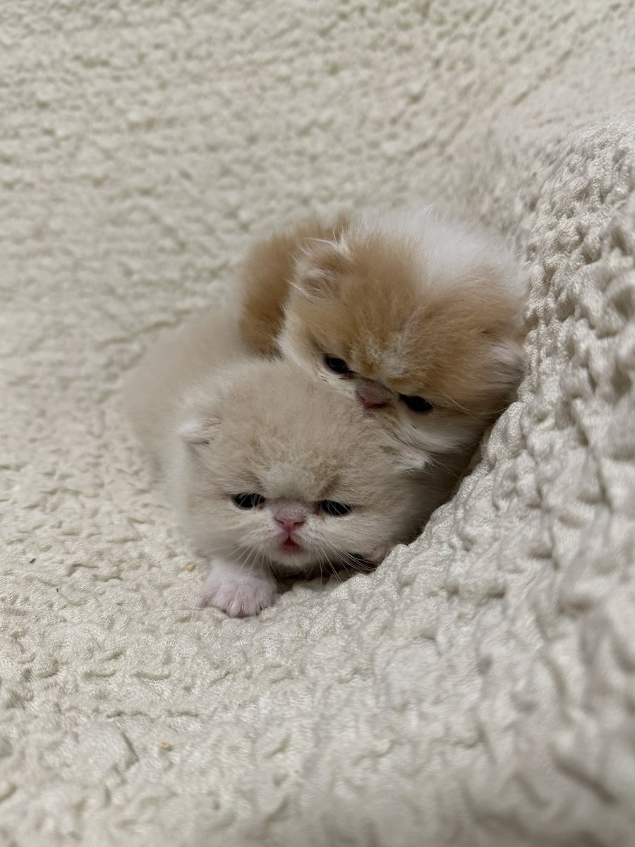 ArmstrongQuill2's tweet photo. OH MY GOD!!!!

#FolloMe #CatsOfTwitter #kitten  🌷 #CoffeeTime ☕ #CatLovers 🐈 #StayPositive 🌸 #BeKind 💗 #PeaceAndLove 🕊️ https://t.co/690yIu8Wfp