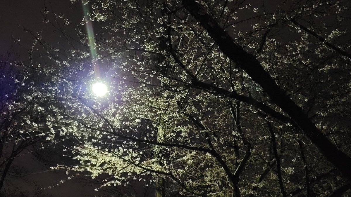stu_rush's tweet photo. 2am in Washington, DC. @npr's morning crew is waking up to views like this: Streetlights illuminating the awakened cherry blossom trees. There's a good chance some of the folks getting up early to inform America will be informed today that they no longer have jobs. 😔 #nprlayoffs https://t.co/KjIMnQUOqt