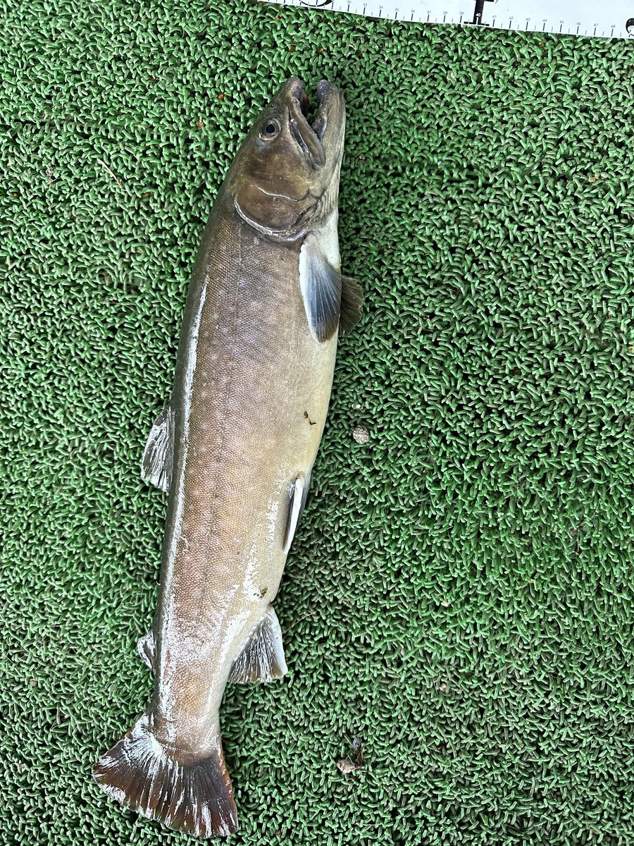 vs3010's tweet photo. 47センチ
1.2キロ🐟 https://t.co/S5rAJTOyCX
