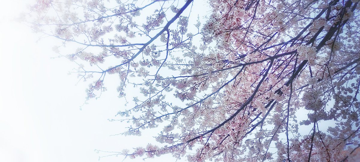 「雨だったけど満開の桜と、お気に入りパン屋さんの桜あんぱん 」|みなもと悠のイラスト