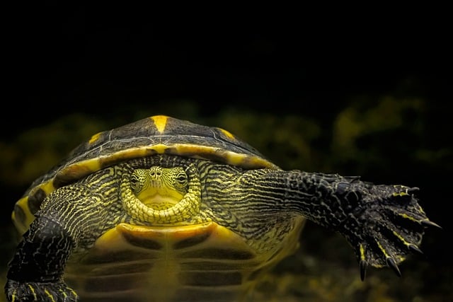 testingapp2023's tweet image. turtle and another image