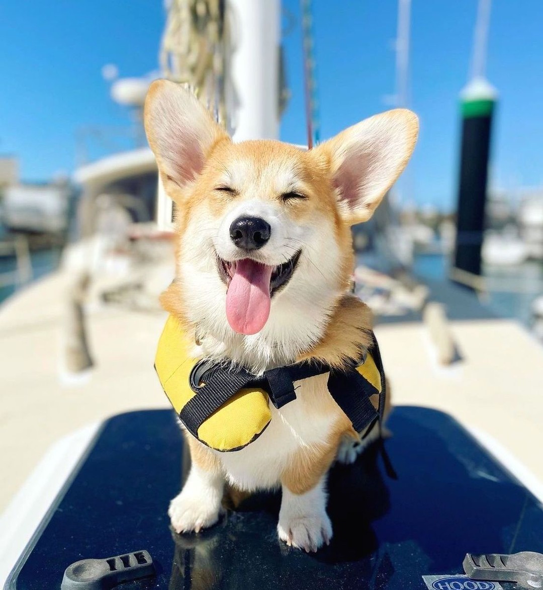 baxtapets's tweet photo. Don’t panic; where there’s a wave, there’s a way. 🌊 
#corgi #dogsoftwitter https://t.co/XuTlOBdS4F