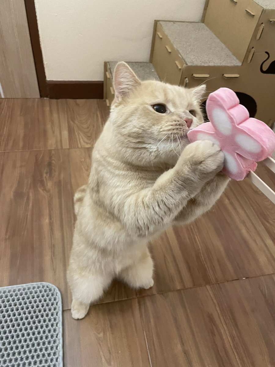 บีมกับน้องๆ tweet media