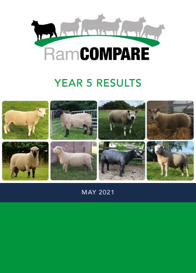 RamCompare's tweet image. Join @SamBoonBreeding Signet Breeding Services for the @RamCompare Yr 7 results update with abattoir records from RamCompare sires to be incorporated into the Terminal Sire Evaluation. Thur 11 May, 7pm, book now at ahdb.org.uk/events/webinar…  @AHDB_BeefLamb @HybuCigCymru @qmscotland