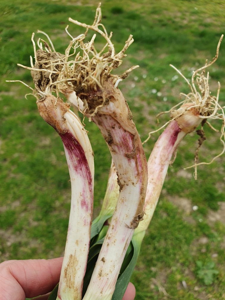 AilDeCadours's tweet photo. Il symbolise le #printemps , on le retrouve sur les #étals des #marchés dans tout le #sudouest …
Il se consomme cru ou cuit…
C’est l’ #aillet !!!
Nous on adore et vous… https://t.co/QZSQkX6aUk